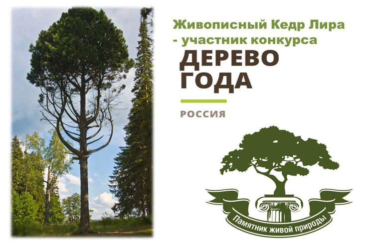 Выбираем Российское дерево года - 2023